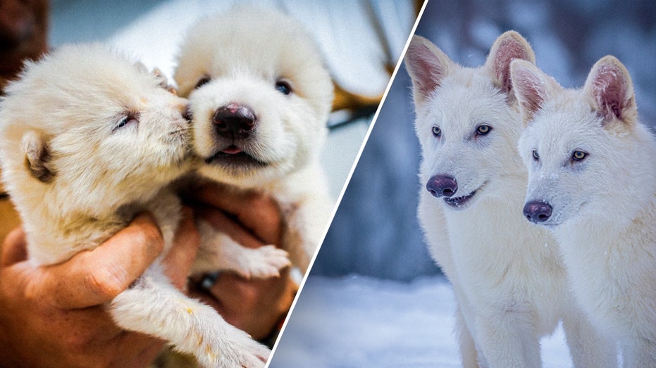 wolf-made-famous-in-‘game-of-thrones’-brought-back-from-12,500-year-extinction,-us-company-claims