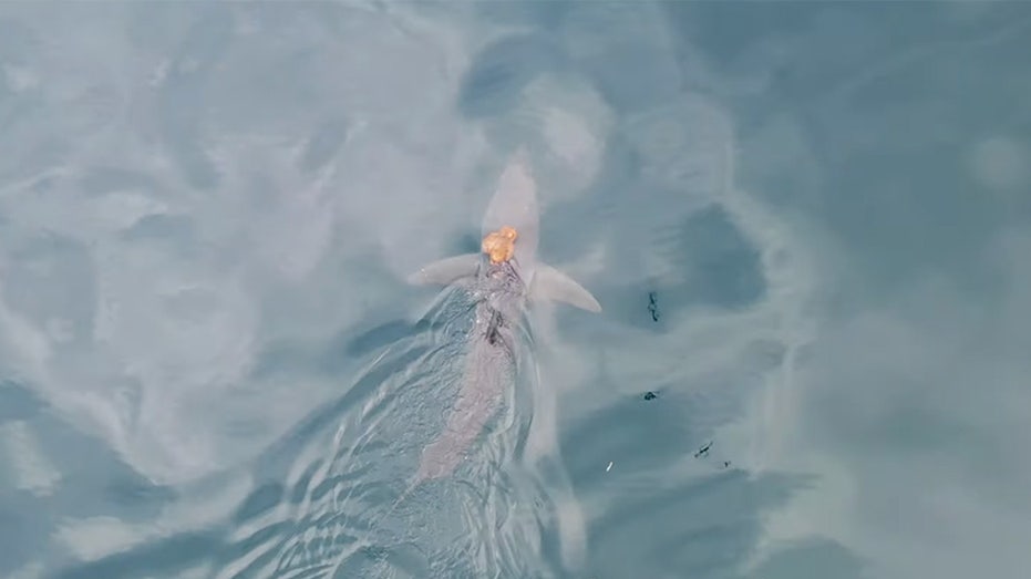 rare-‘sharktopus’-–-an-octopus-riding-a-shark-–-sighting-caught-on-camera-shared-by-scientists