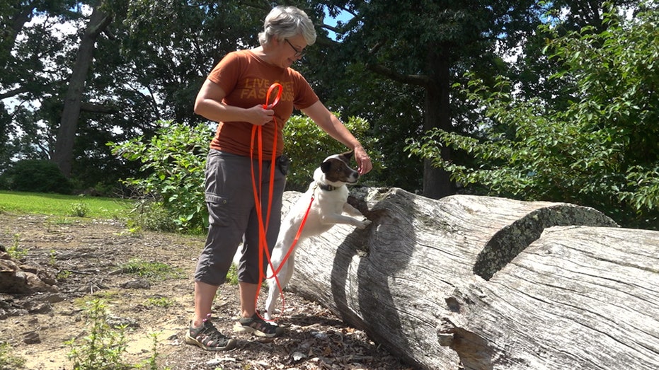 virginia-tech-study-shows-dogs-can-detect-invasive-lanternfly