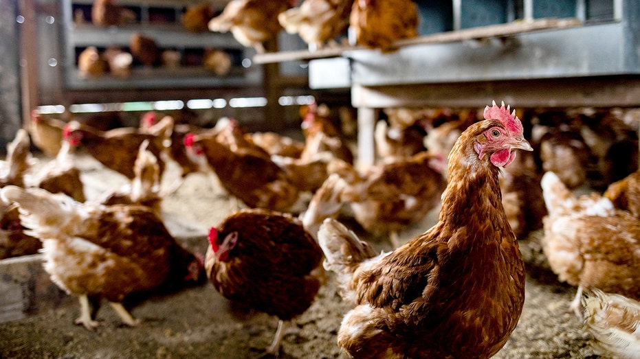 bird-flu-cases-on-the-rise,-as-illness-confirmed-at-georgia-commercial-poultry-farm