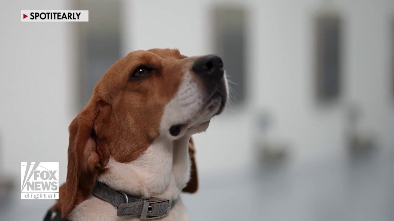 dogs-use-puppy-power-to-sniff-out-cancer