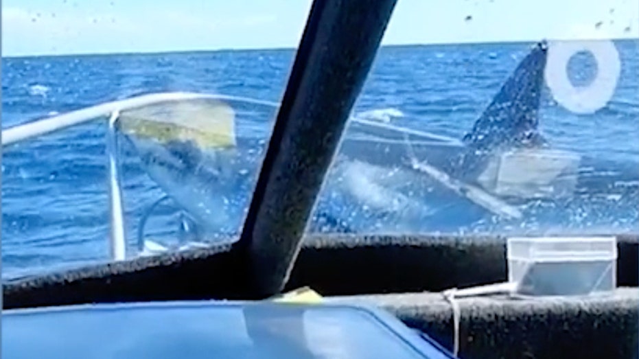 passengers-stunned-as-shark-leaps-from-ocean-and-lands-on-their-fishing-boat