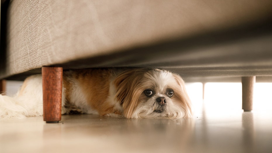 jonathan-turley:-when-the-law-goes-to-the-dogs