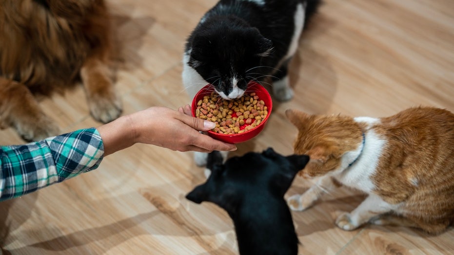 breakthrough-glp-1-implant-promises-major-weight-loss-benefits-for-pets