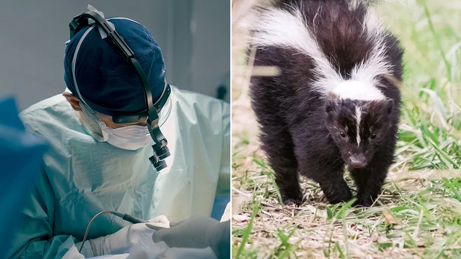 michigan-man-dies-of-rabies-after-receiving-kidney-from-infected-donor-who-saved-kitten-from-skunk:-cdc
