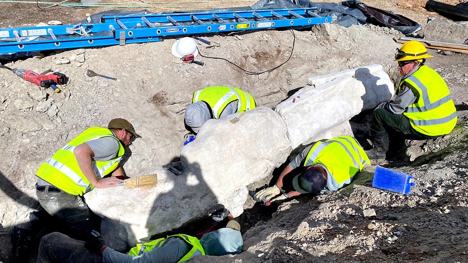 dinosaur-fossils-unearthed-during-parking-lot-construction-at-national-park