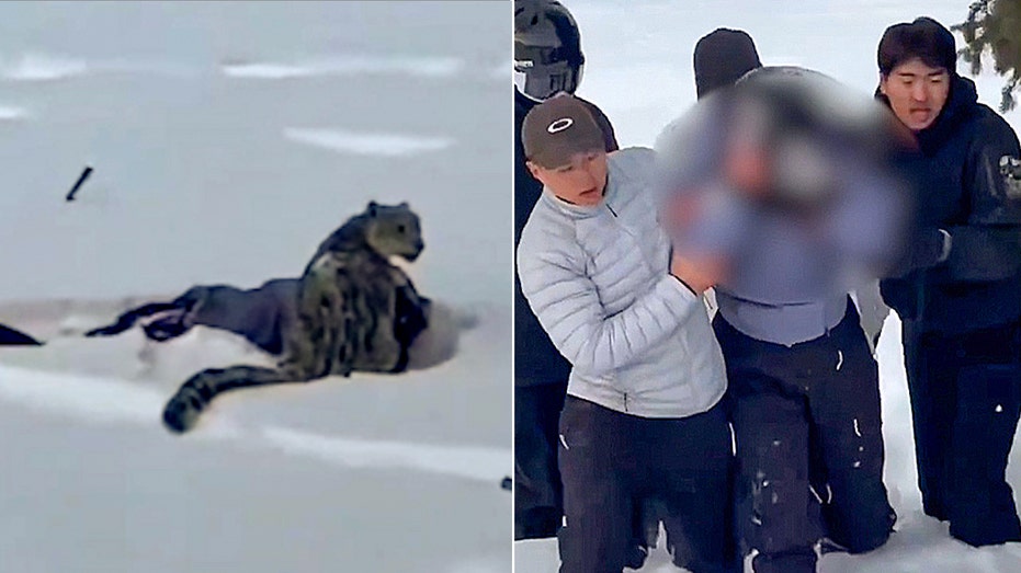 skier-suffers-brutal-mauling-after-stepping-within-10-feet-of-snow-leopard-for-photo,-video-shows