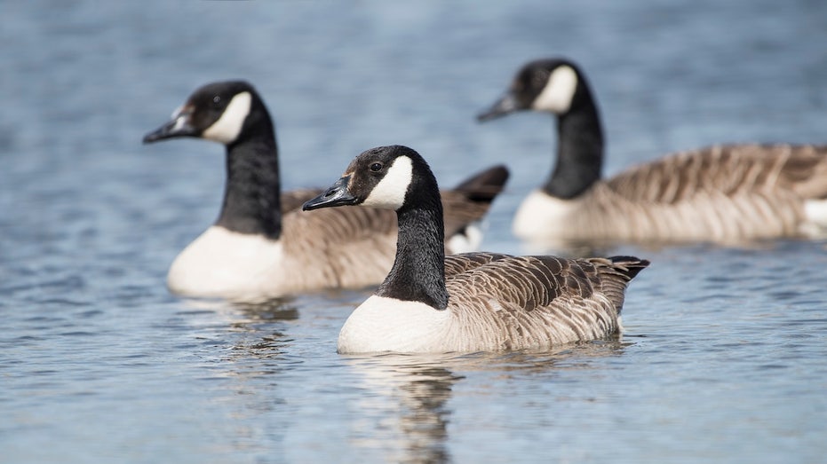hundreds-of-wild-bird-deaths-reported-across-seven-counties,-prompting-park-closures